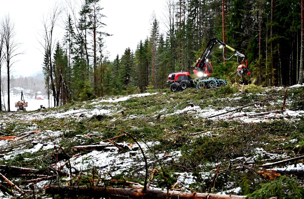 HOGST I MIDT-TELEMARK: Døme på tømmerhogst. Dette er frå hogst i Breisås, like ovanfor bustadfeltet i Borgjalia i januar i år. Foto: Øystein Akselberg