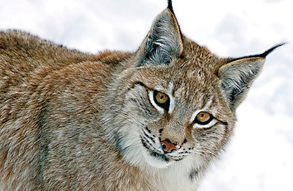 The Eurasian lynx is a wild cat in Europe and Siberia. Close-up image with snowy background.