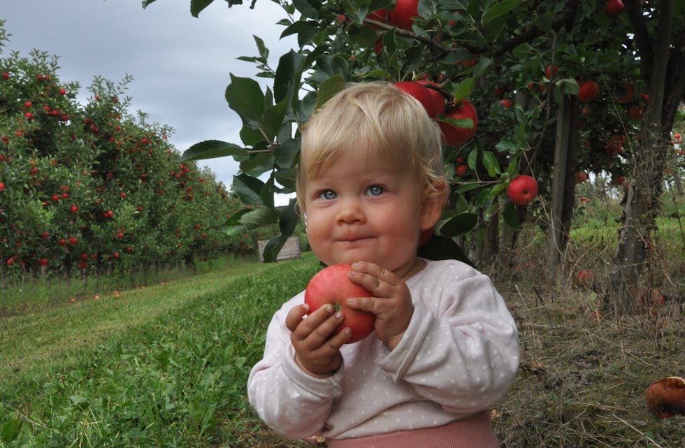 Johanna Ytreland eple eplefest barn