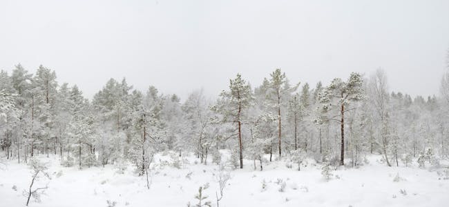 I desember har me fått både snø og kulde, og nokre heilkvite dagar både på himmel og jord. Dette biletet er tatt langs med Hørteelva søndag 12. desember.