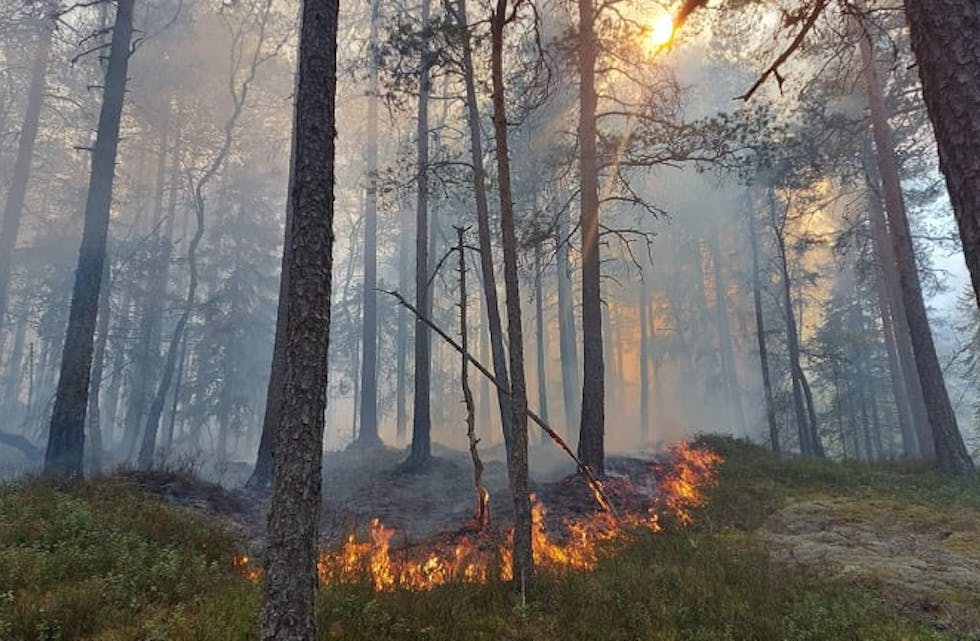 SKOGBRANN: Det brenn rett under Steingardsnuten på Vreimsida i Bø. Her midt i brannfeltet. Brannen har godt tak i skogsterrenget.