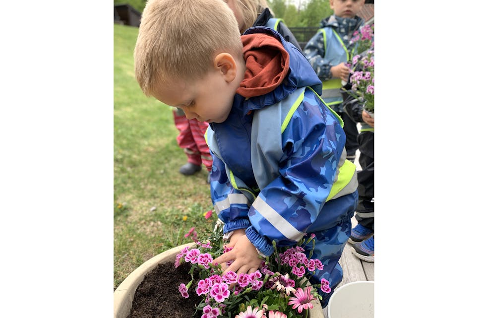 HALVOR PLANTAR: Ungane i Maurtuva har pynta i barnehagen. Her er det Halvor som plantar blomster. 