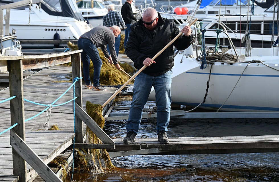HAR SØKT: Akkerhaugen båtforening er ein av organisasjonane i Midt-Telemark som har søkt straumstøtte. Bildet er frå vårdugnaden i år. 