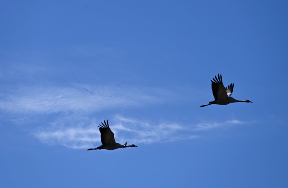 PÅ VENGJENE: Dette trane-paret var ute og lufta seg over ein kornåker i Øvre Bø fredag. Foto: Øystein Akselberg