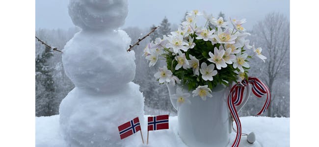 VINTER OG VÅR: I år kunne ein lage snømann 1. mai og under snøen blomstra kvitveisen. Her er begge samla i eitt bilde.