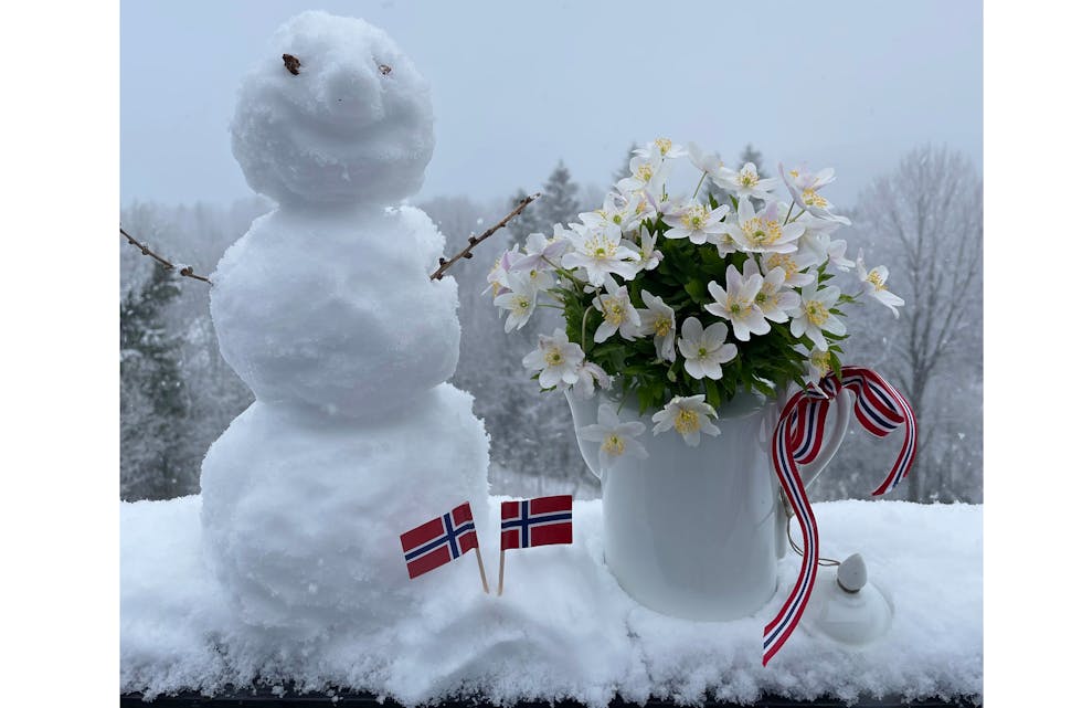VINTER OG VÅR: I år kunne ein lage snømann 1. mai og under snøen blomstra kvitveisen. Her er begge samla i eitt bilde.