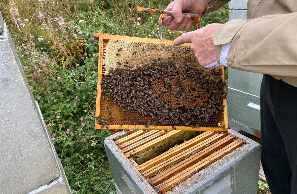 BIER: Nå er biene klare for lyngtrekket. Desse er i gang med å produsere honning. 