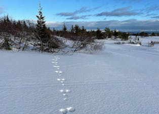 VINTER: Det er full vinter på Lifjell, men det yrar likevel av liv. Både tobeinte og firbeinte rører seg i snø og kulde. Bildet er tatt 25. november. 	