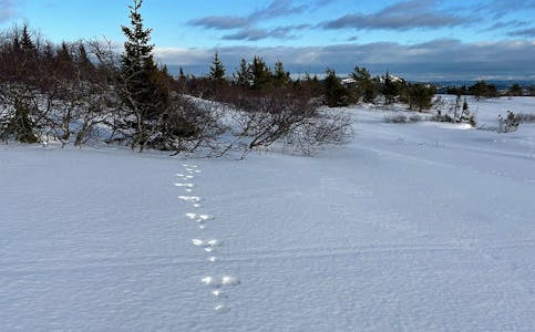 VINTER: Det er full vinter på Lifjell, men det yrar likevel av liv. Både tobeinte og firbeinte rører seg i snø og kulde. Bildet er tatt 25. november. 	