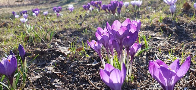 KROKUS: Denne quizen handlar mest om ord om våren, ikkje om vårblomster. 